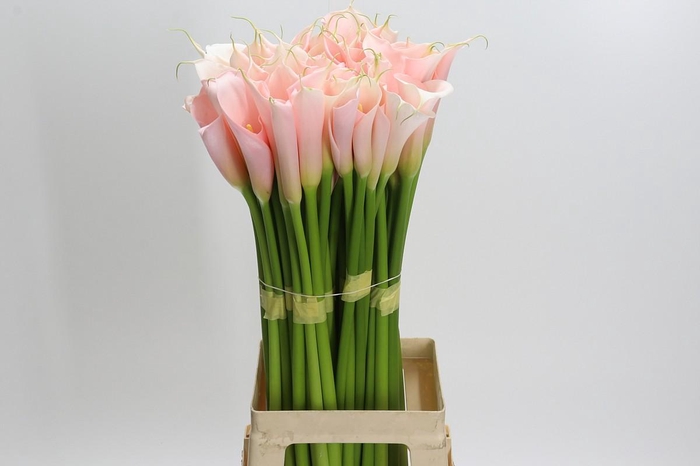 <h4>Zantedeschia Eydolls Salmon</h4>