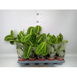 Maranta leuc. 'Lemon'