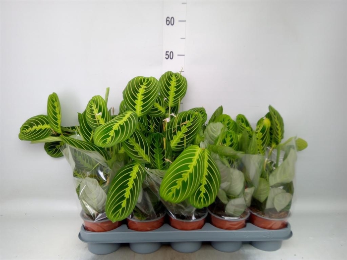 <h4>Maranta leuc. 'Lemon'</h4>
