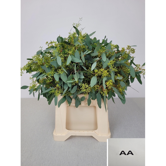 <h4>EUC POP BES PB</h4>