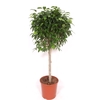 Ficus Columnar stam FiCo30St