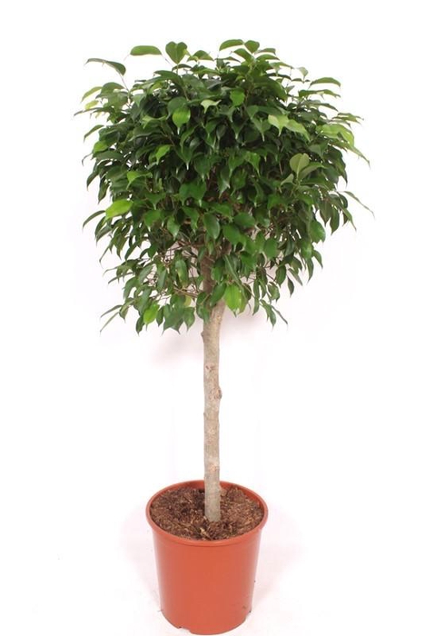 Ficus Columnar stam FiCo30St
