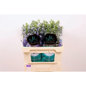 Delph Du Guardian Blue