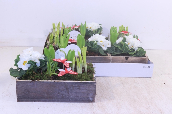 <h4>ARR TUINPLANTEN</h4>