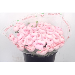 Ran.. Su Lady Hanoi Extra X50