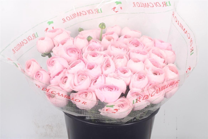 Ran.. Su Lady Hanoi Extra