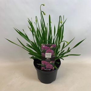 Allium Millenium in 17cm pot