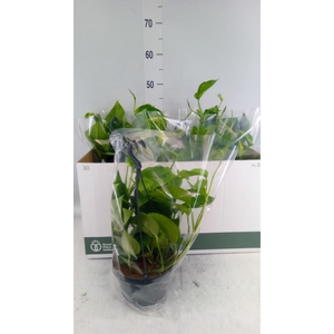 Epipremnum pinn.   HG