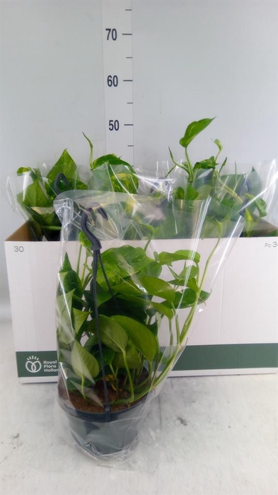 <h4>Epipremnum pinn. HG</h4>