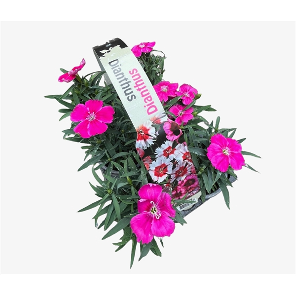 <h4>Dianthus roze 6p</h4>