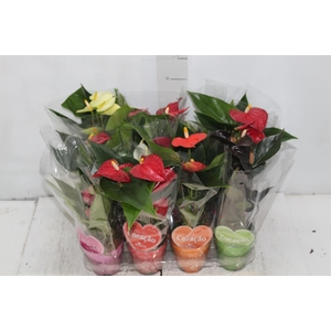 ANTHURIUM VARIADO P09
