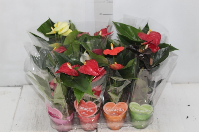 <h4>ANTHURIUM VARIADO P09</h4>