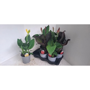 CANNA CANNOVA GEM