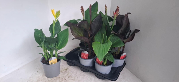 <h4>CANNA CANNOVA GEM</h4>