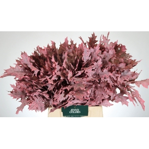 Quercus Palustris L50 Klbh. Roze