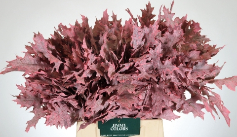 <h4>Quercus Palustris L50 Klbh. Roze</h4>