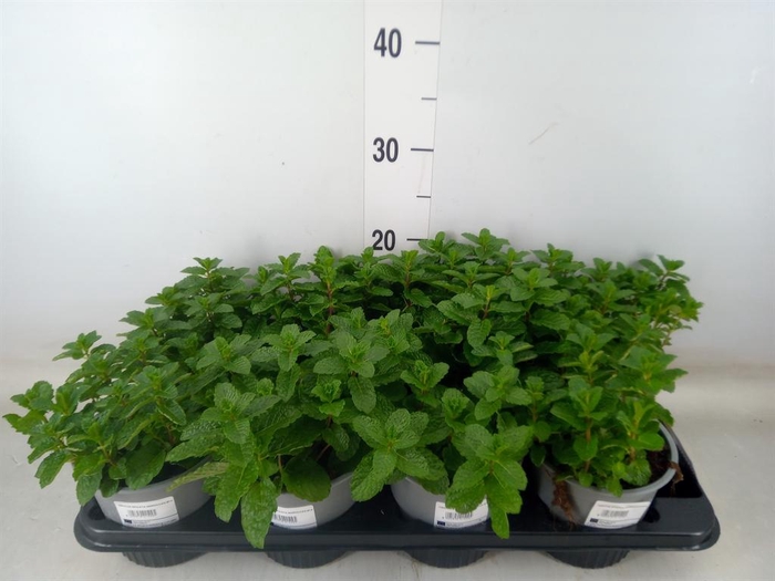 <h4>Mentha spicata</h4>