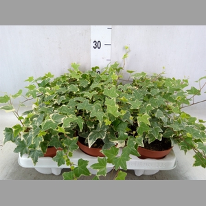 Hedera helix 'Eva'