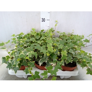 Hedera helix 'Eva'
