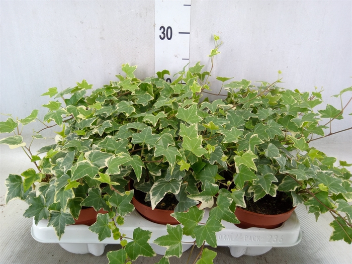 <h4>Hedera helix 'Eva'</h4>