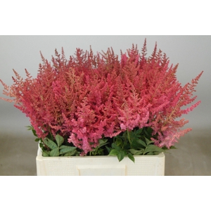 Astilbe Else Schluck