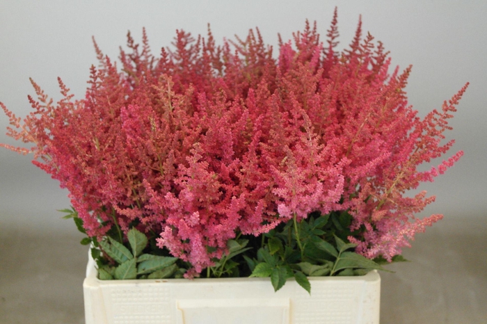 <h4>Astilbe Else Schluck</h4>