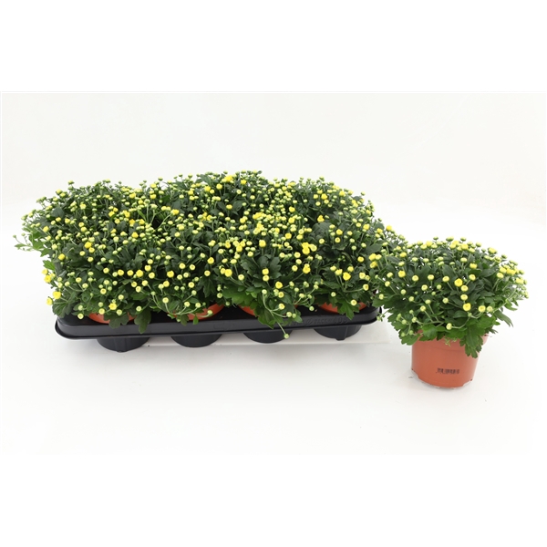<h4>Chrysanthemum Gardenmum Yellow 13cm</h4>