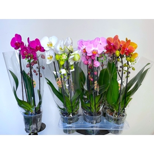PHAL EL CASCADE
