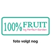 Ficus Carica Brown Turkey P15 - 100%FRUIT