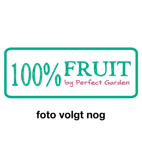 Ficus Carica Brown Turkey P15 - 100%FRUIT