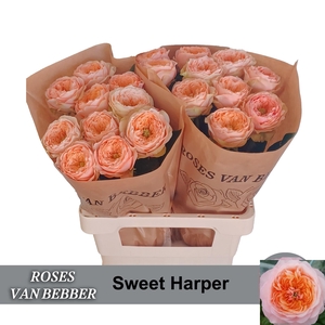 R GR SWEET HARPER!