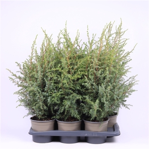 Juniperus communis 'Hibernica'