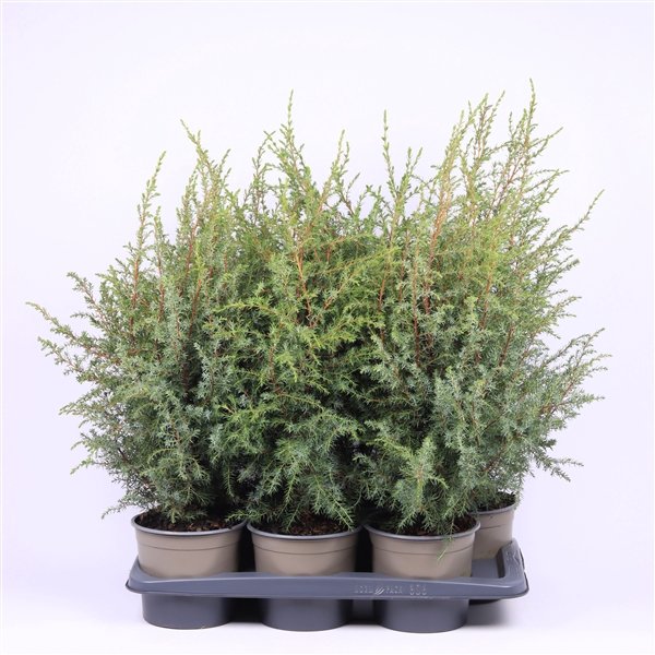 <h4>Juniperus communis 'Hibernica'</h4>