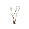 Syringa Branch Super Clementi