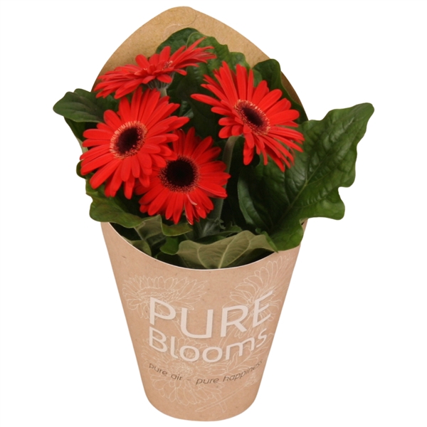 <h4>Gerbera rood 2+ bl12 cm in Pure Blooms draagtas eco</h4>