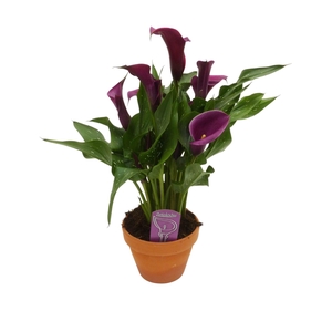 Zantedeschia Paars in stenen pot