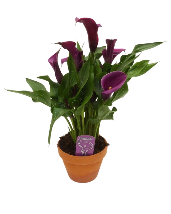<h4>Zantedeschia Paars in stenen pot</h4>