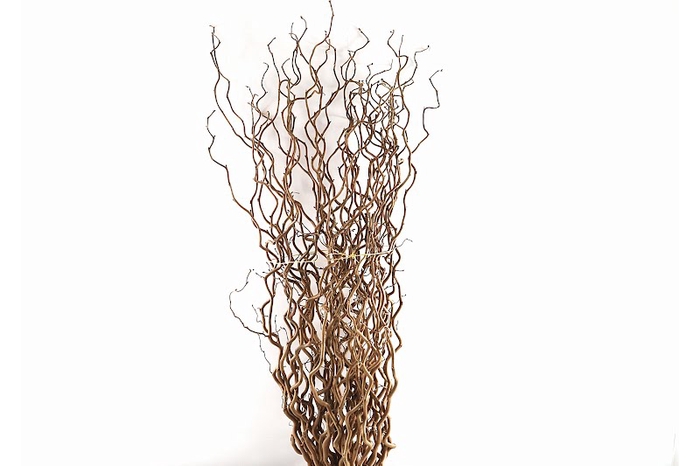 <h4>Corylus Contorta Blanken</h4>