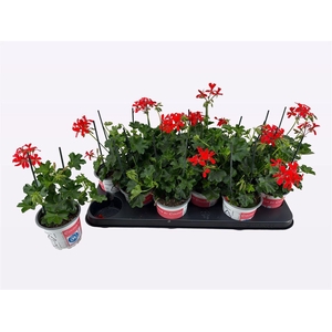 Pelargonium Peltatum Grp 'Balkon Rood'