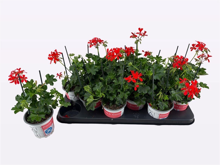 <h4>Pelargonium Peltatum Grp 'Balkon Rood'</h4>