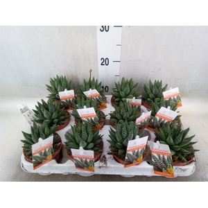 Haworthia   ...