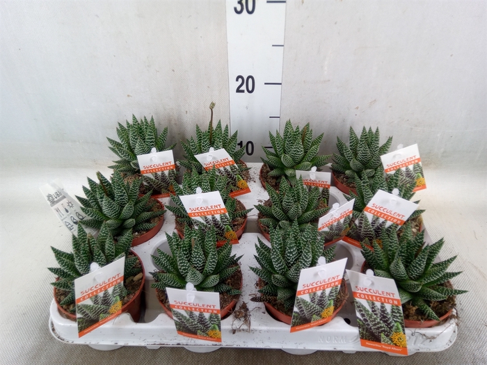 <h4>Haworthia   ...</h4>