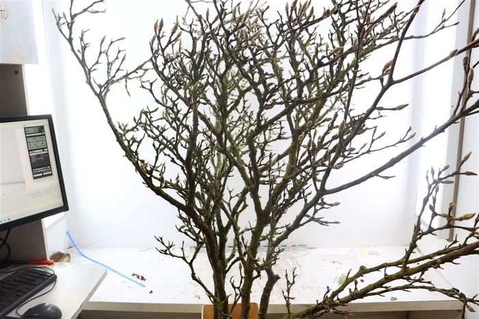 Magnolia Grandiflora Grillig 160cm P Stem X5
