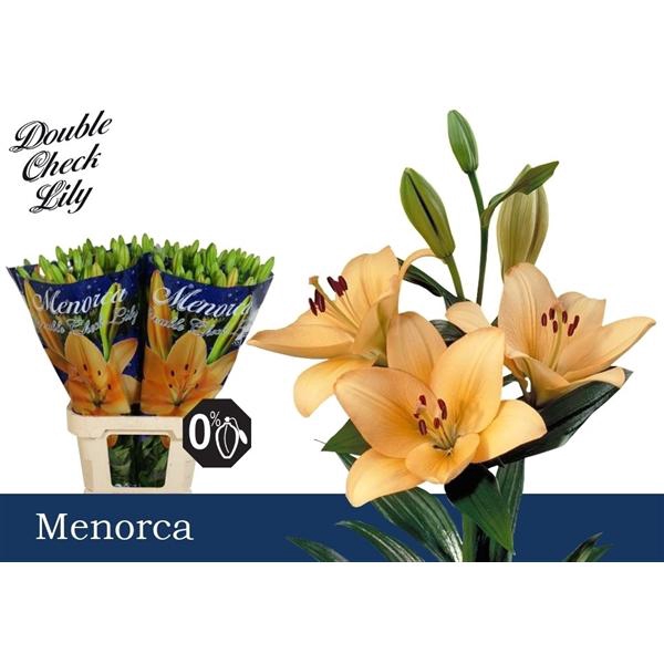 <h4>Li La Menorca 5+</h4>