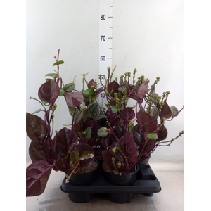 Basella alba 'Rosebud'