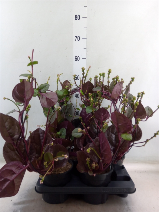 <h4>Basella alba 'Rosebud'</h4>