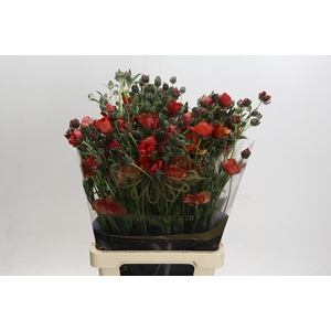 Ranunculus Magical Tangerine