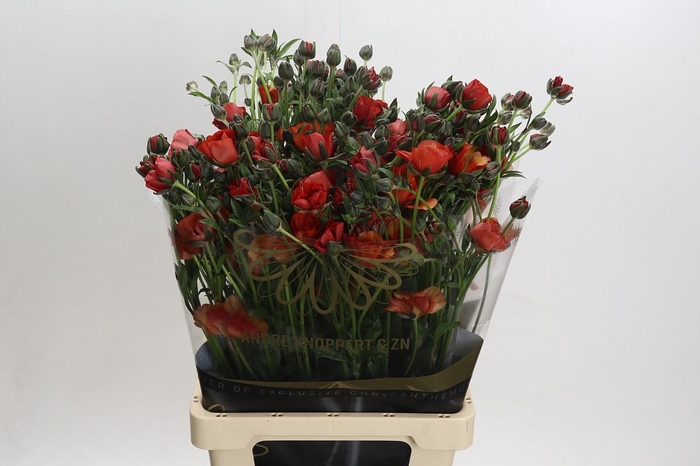 <h4>Ranunculus Magical Tangerine</h4>