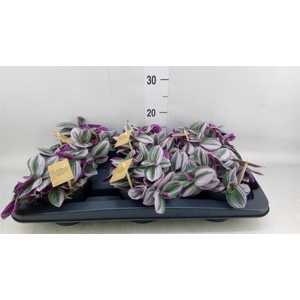 Tradescantia cerinth. 'Nanouk'