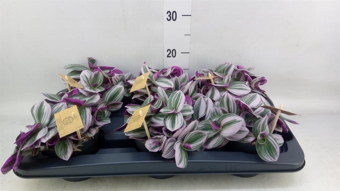 <h4>Tradescantia cerinth. 'Nanouk'</h4>